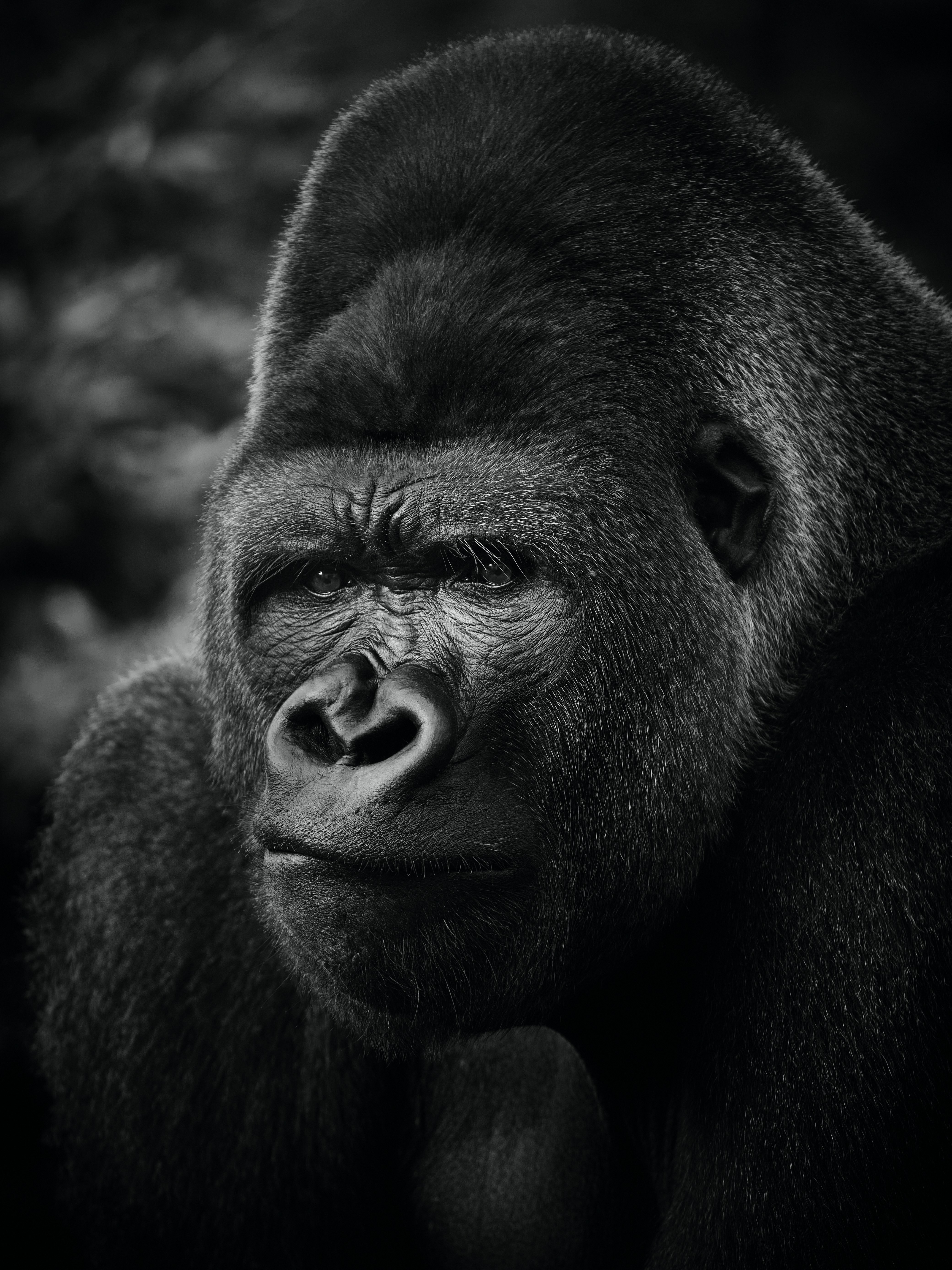 black gorilla in close up photography